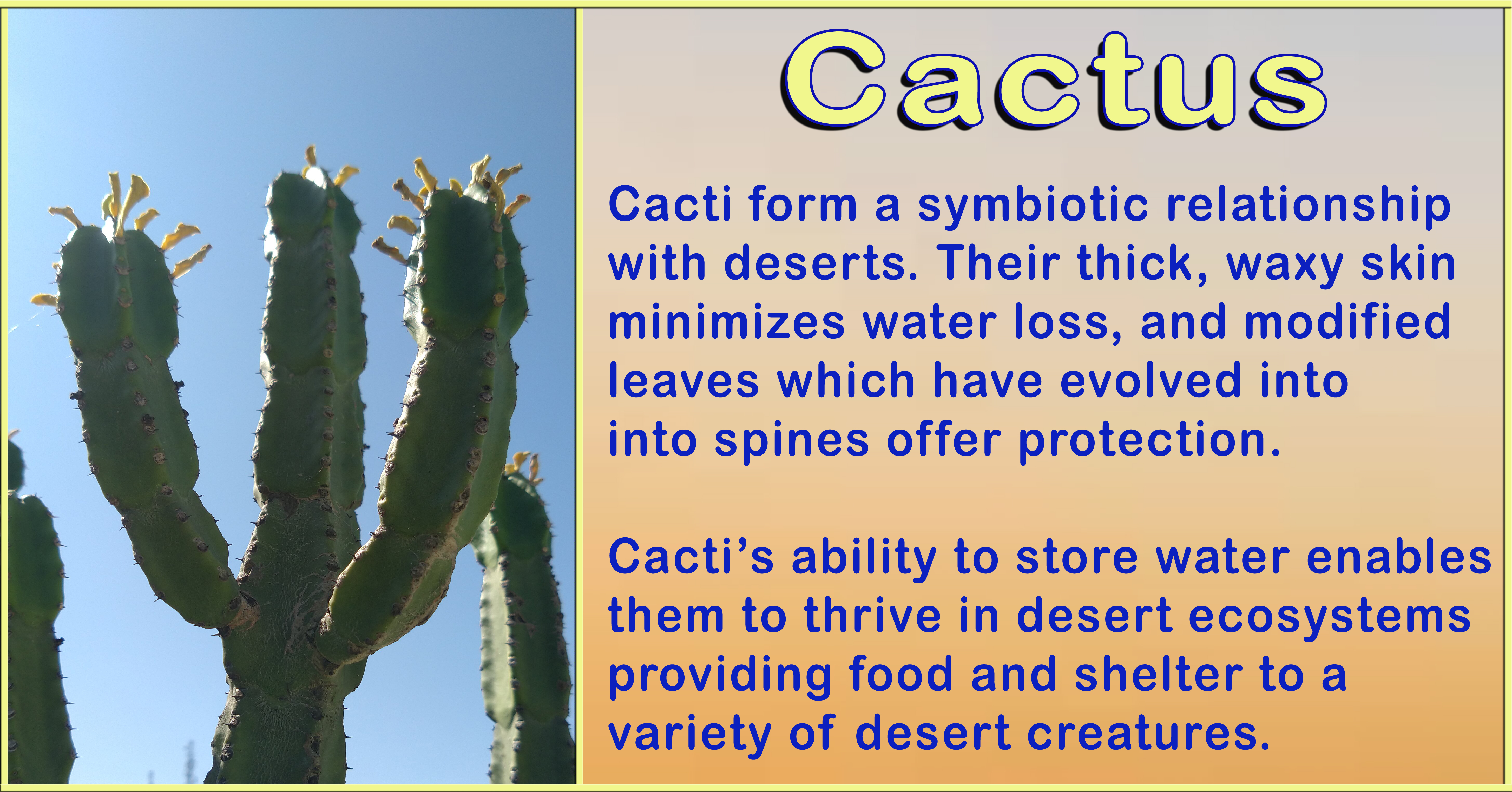 cactus and desert