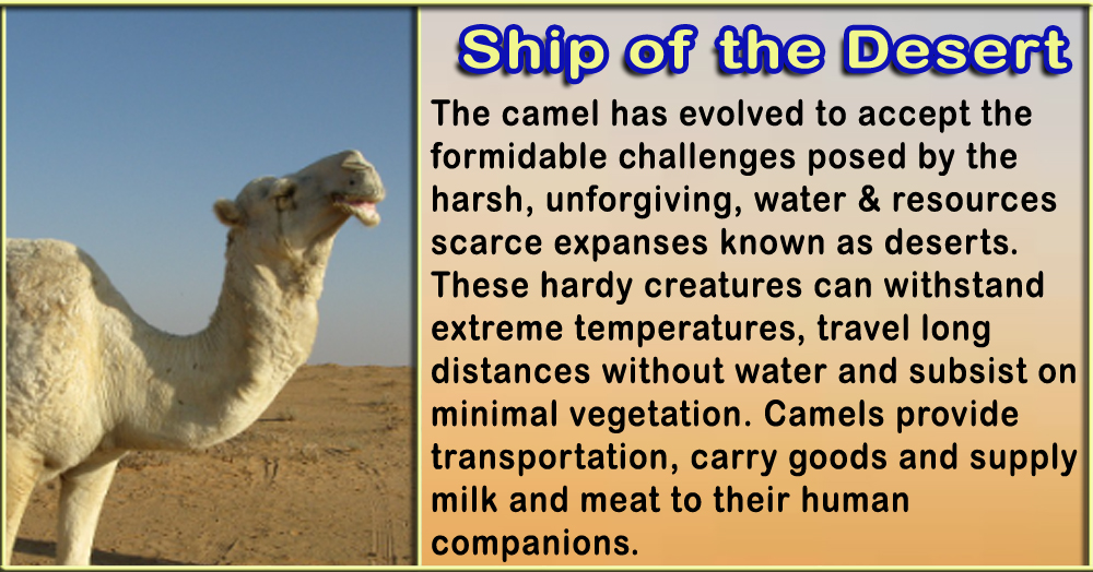 camel and desert