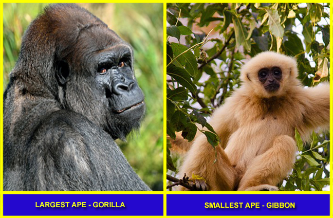 largest-and-smallest-ape