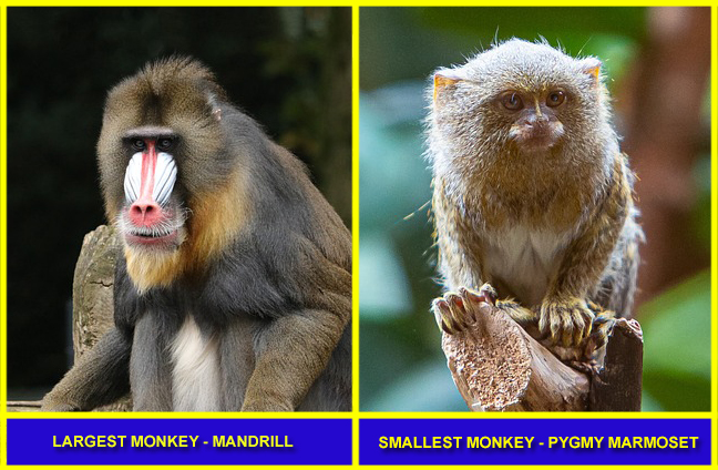 largest-and-smallest-monkey