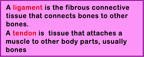 Ligament and Tendon