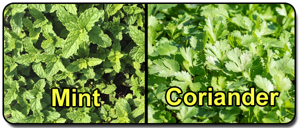 mint and coriander herbs