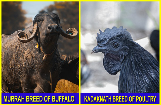 murrah buffalo and kadaknath poultry