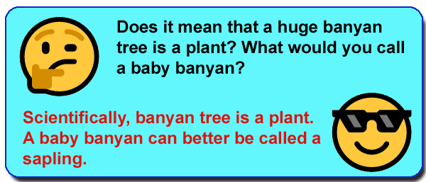 plant and tree
