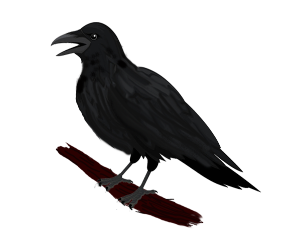 crow crying