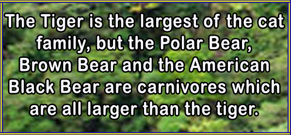 Largest land carnivores