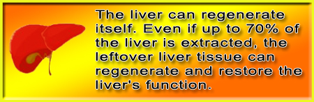 Liver