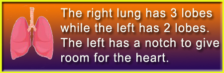 Lungs