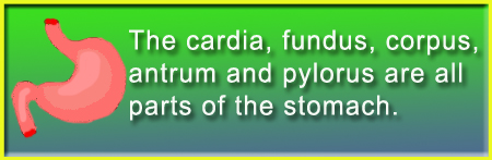 parts of stomach